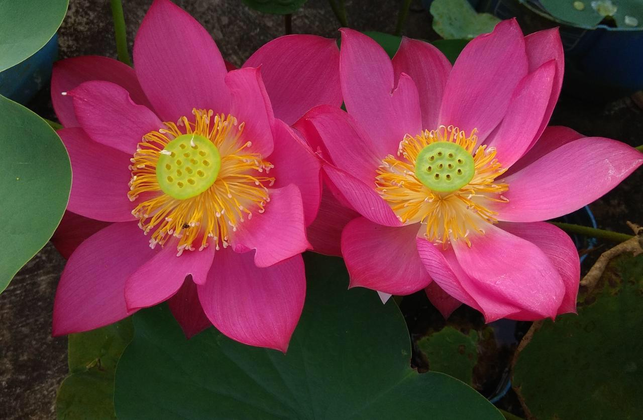 LOTUS