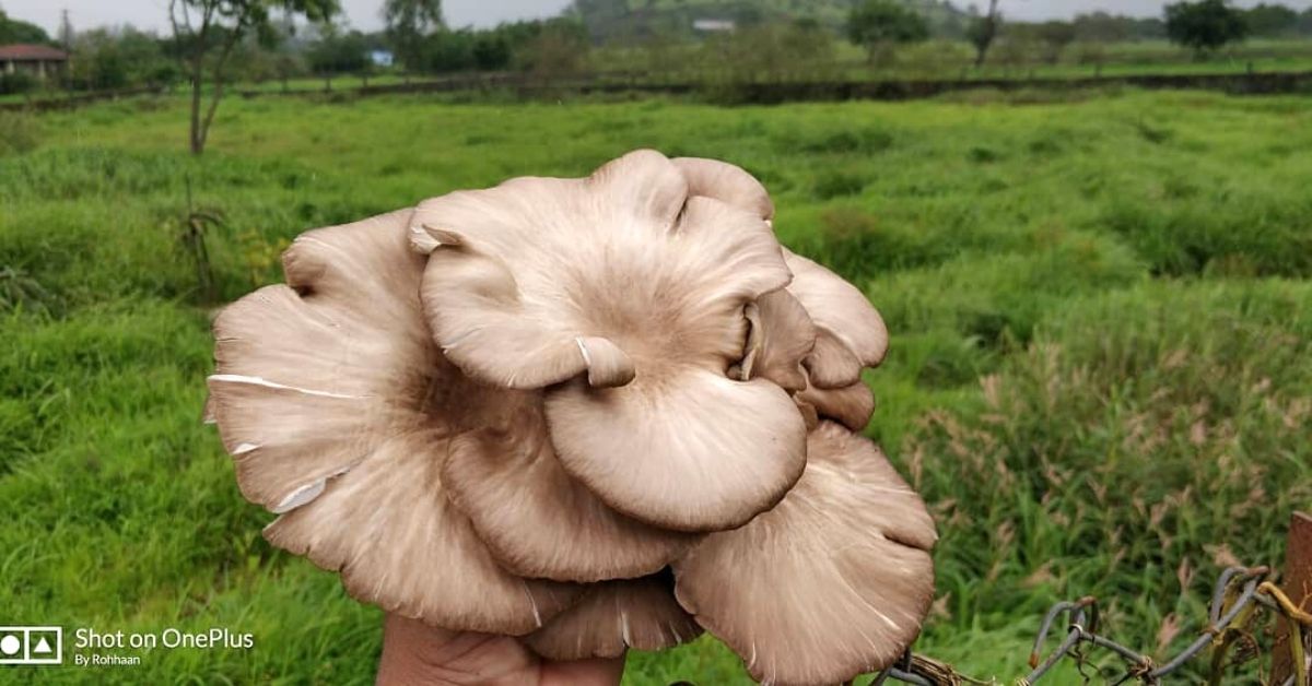 Wild Oyster Mushroom. 