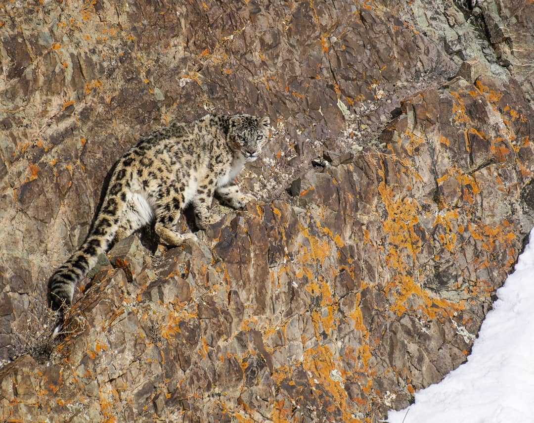 Snow Leopards