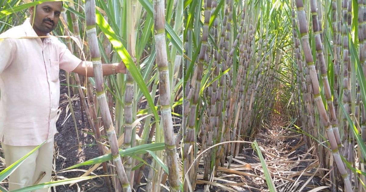 Maharashtra Farmer Grows 130 Tonnes of Sugarcane Per Acre, While Conserving Water