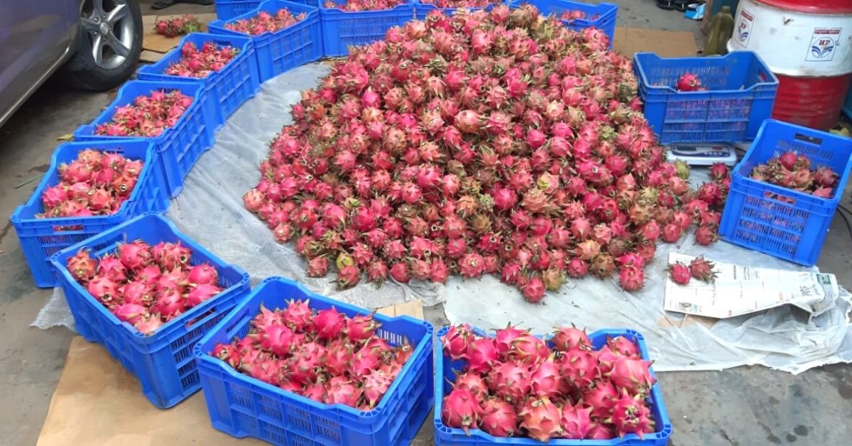 Jackpot With Dragonfruit