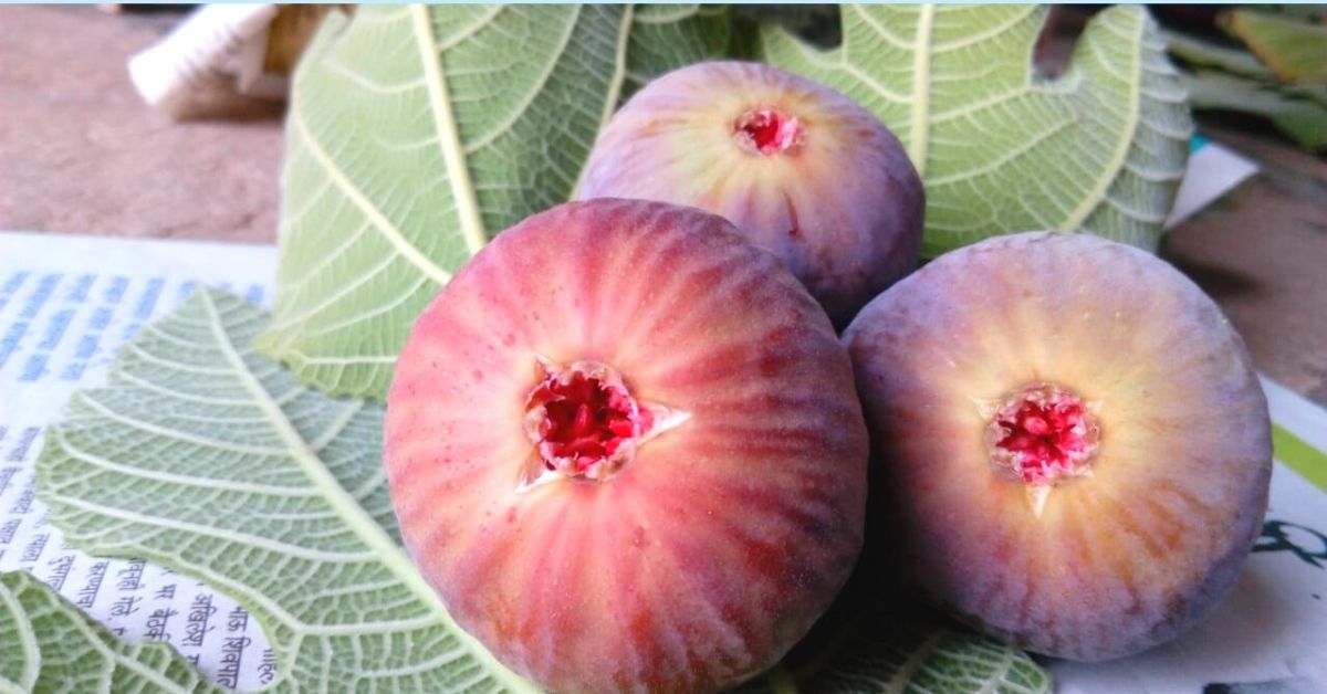 Farm Figs