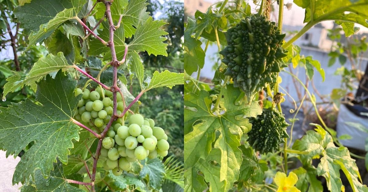 Tomatoes Are Tops for Summer Crops - Indiana Yard and Garden - Purdue  Consumer HorticulturePurdue University Indiana Yard and Garden – Purdue  Consumer Horticulture