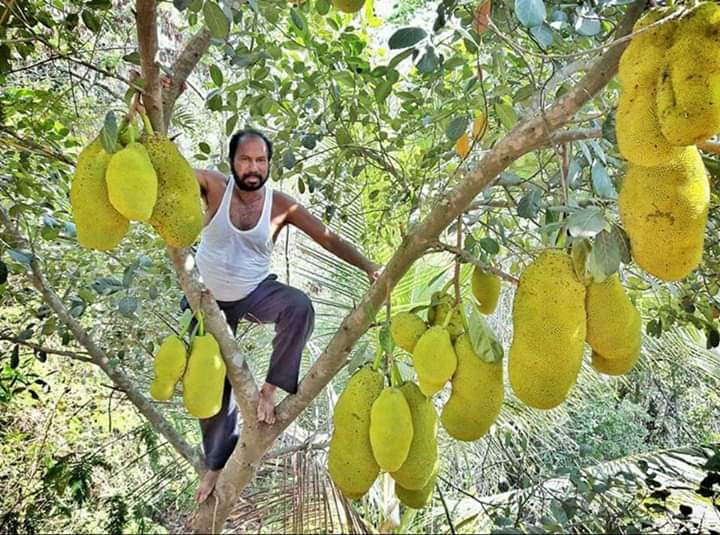 ‘King Of Jackfruits’, Ratnagiri Farmer Grows 75 Varieties Of Fruit On His Farm