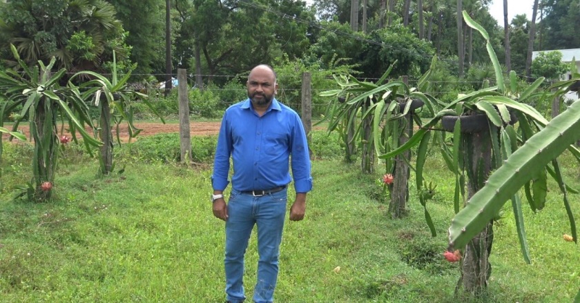 Vizag Farmer Hits The Jackpot With Dragonfruit, Even Makes Wines & Buns From it