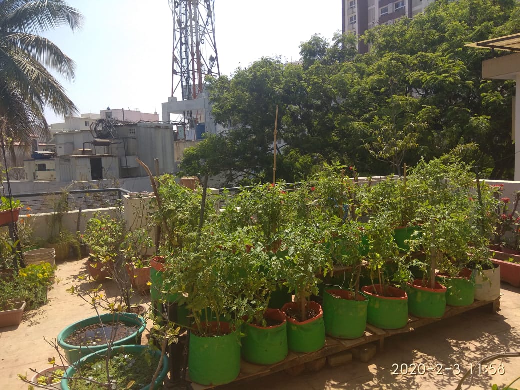 Organic Terrace Gardens Bangalore