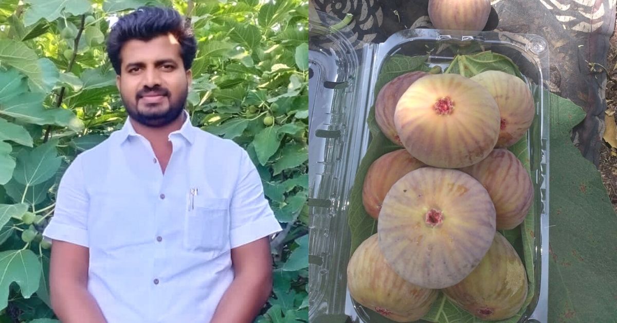 Maharashtra Man Quits Steady Job To Farm Figs, Has Turnover of Rs 1.5 Crore/Year