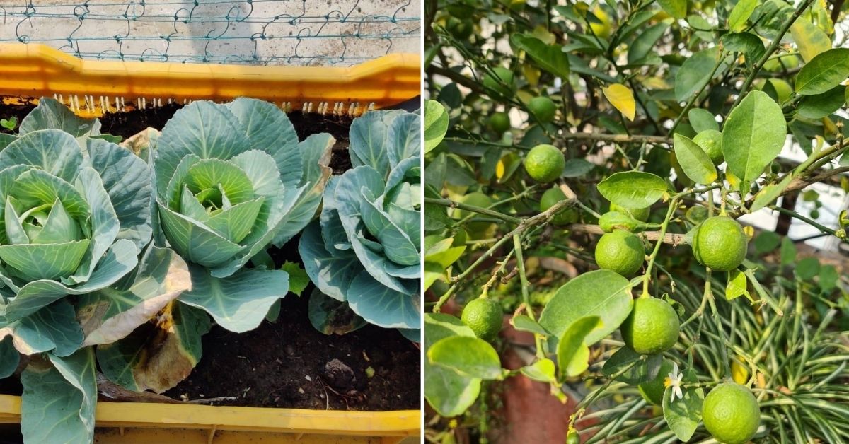 terrace gardening