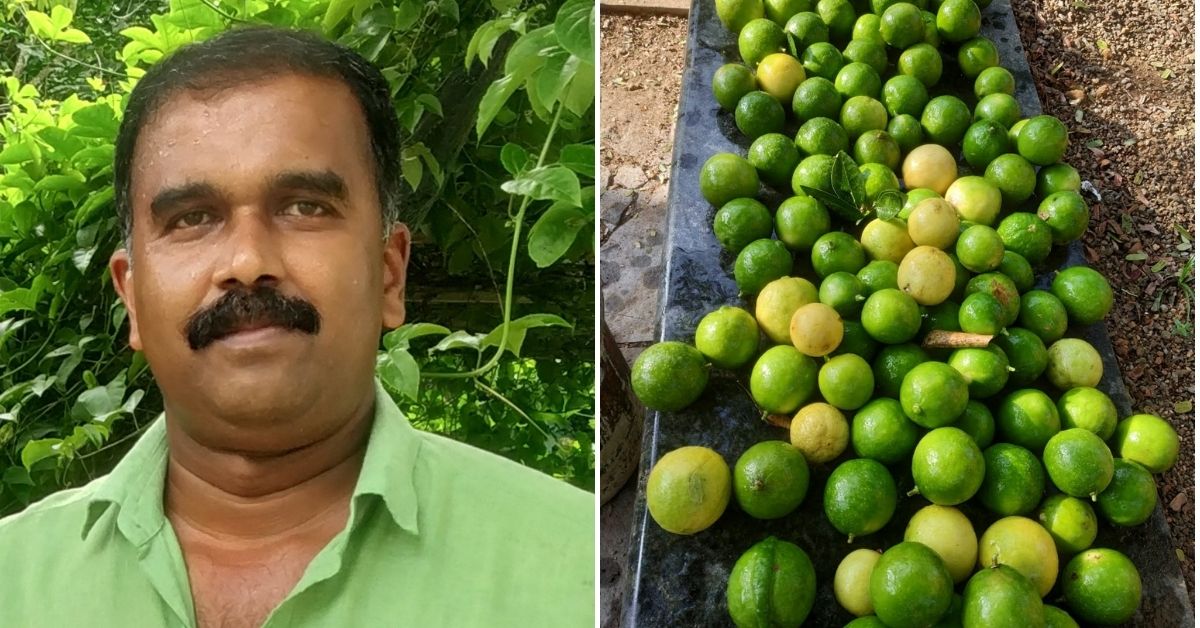 Kerala NRI Returnee Grows 1000 Kilos of Lemons From 14 Trees, Earns Lakhs