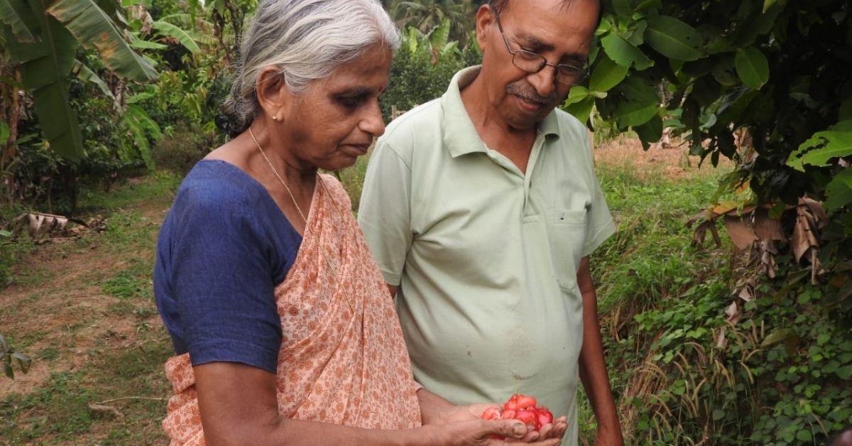 Fruits in Farm