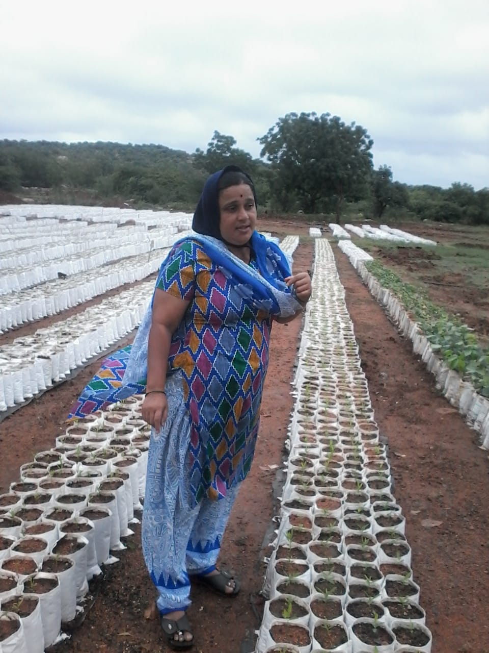 Forced To Give Up Infosys Job Karnataka Woman Grows 8000 Fruit Trees In Barren Land