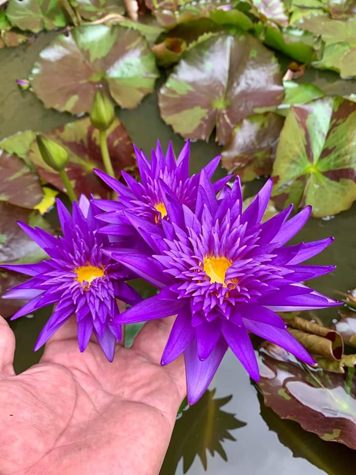 How to Grow Water Lilies at Home Expert With Over 200 Varieties Shares