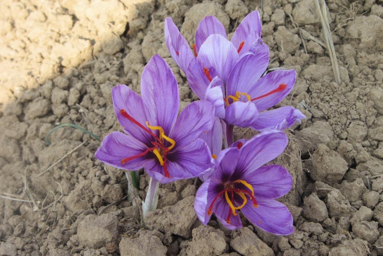  growing organic saffron