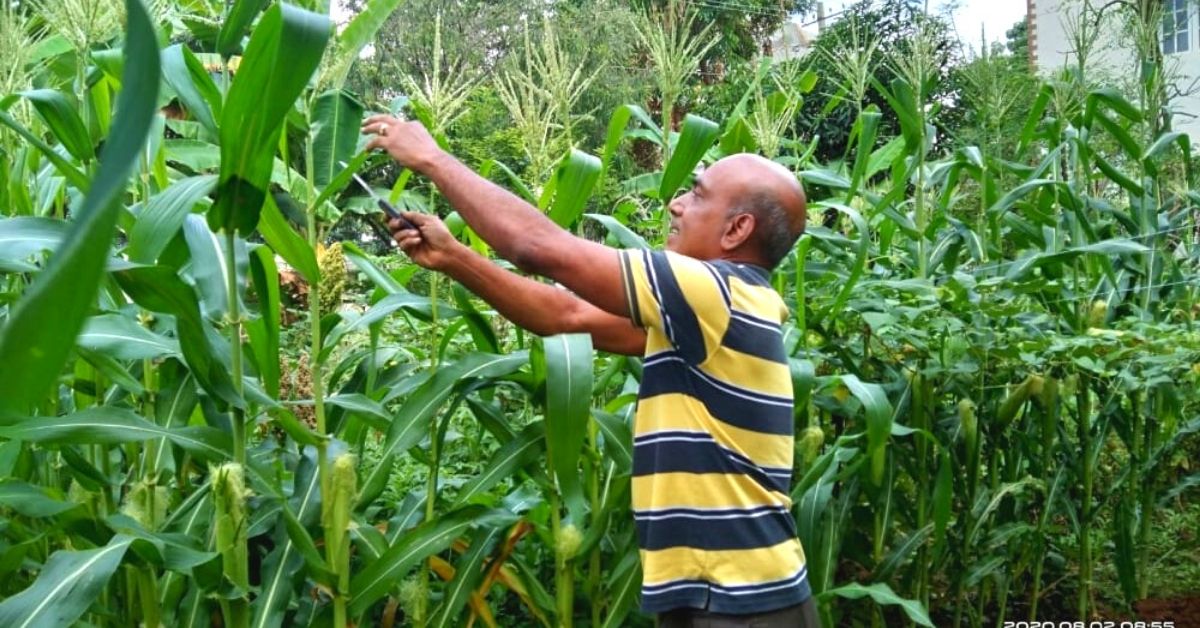 Retired Bengaluru Couple Grow 60+ Types of Organic Veggies & Fruits, Without Pots