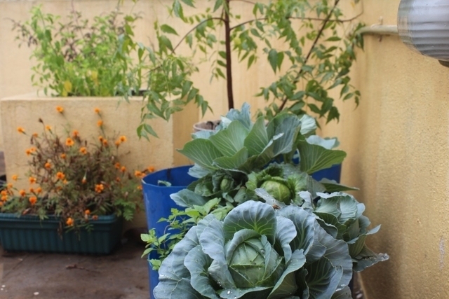 Organic Terrace Gardens Bangalore