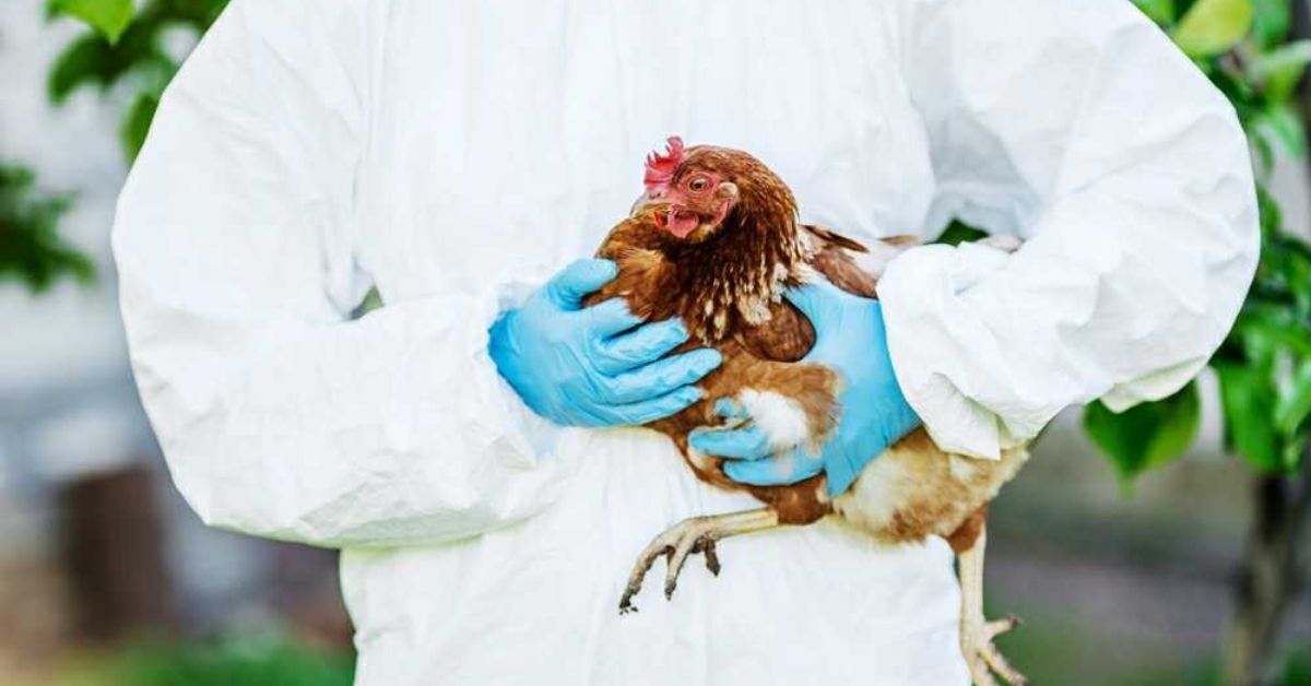 Should You Eat Chicken or Eggs Amid Bird Flu? Here’s What WHO Says