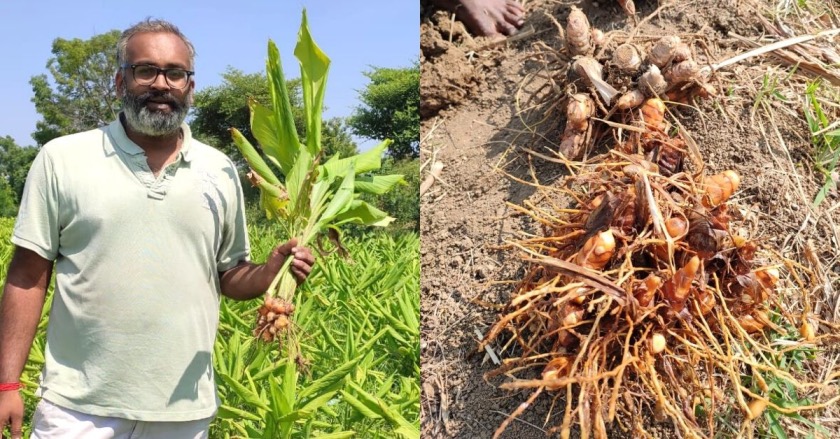 MBA Grad Turns 7.5 Acres of Barren Land Fertile; Grows Tonnes of Turmeric, Wheat