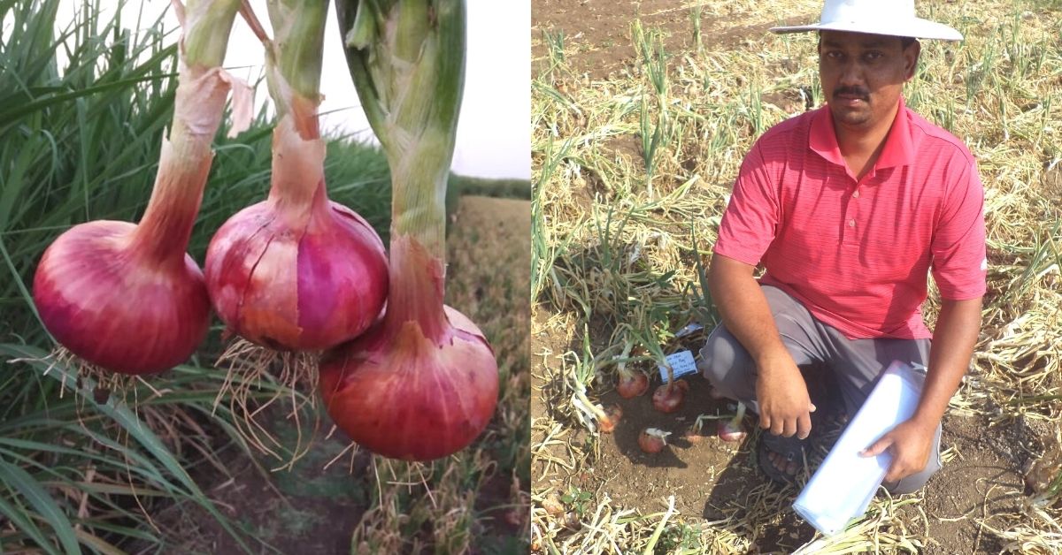 Maha Farmer Works for 8 Years, Develops Disease-Resistant, Long-Lasting Onions