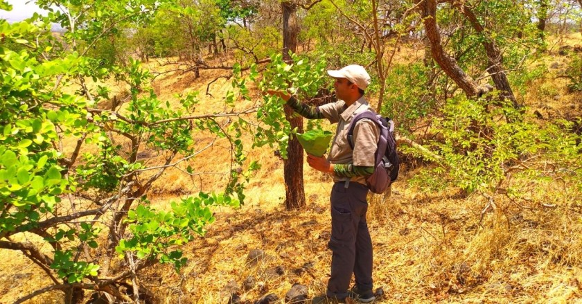 This Man Restored 400 Native Plant Species to Create 25 City Forests in Maharashtra