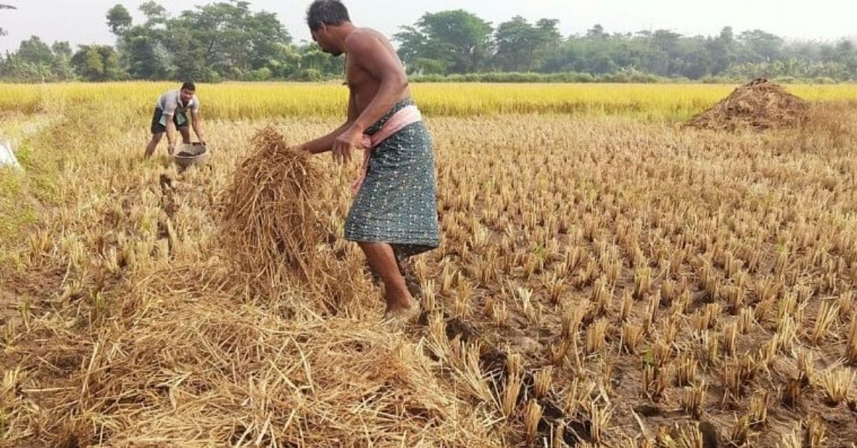 Potatoes From Paddy: Odisha Farmer’s Idea Saves 80% Water, Prevents Stubble Burning