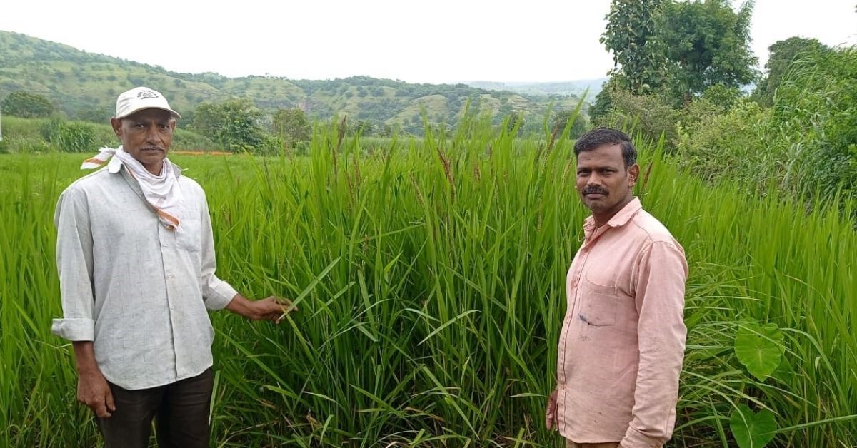 Maharashtra Farmer’s Initiative Helps Grow 1200 kg of New Variety ‘Black Rice’