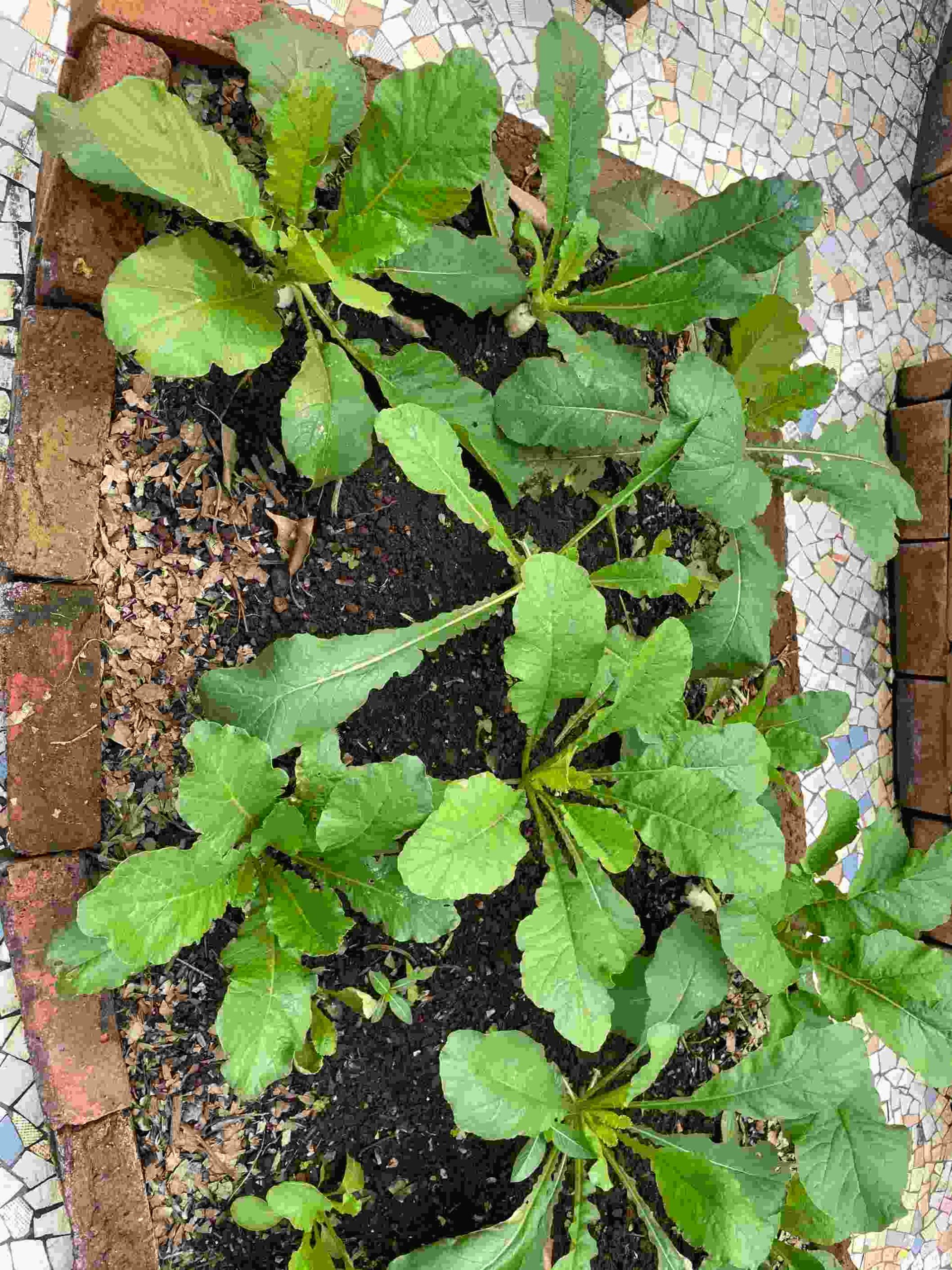 terrace garden