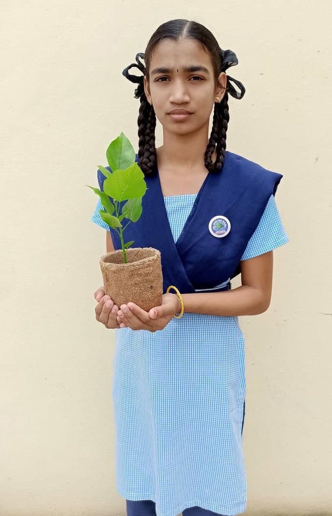 biodegradable pots made from groundnut shells