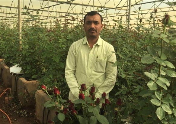 rose farmer