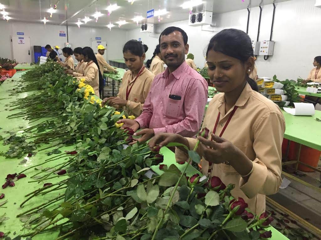 rose farmer