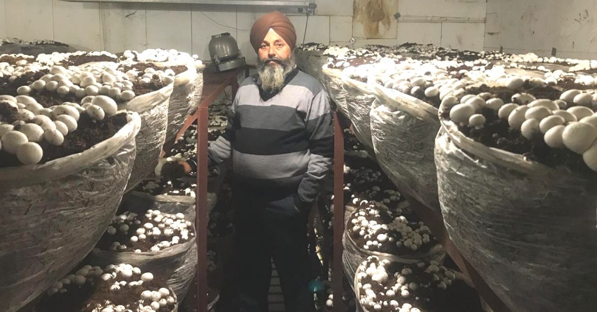 Punjab’s ‘Mushroom King’ Grows 200 Tonnes Using Organic Compost, Earns Rs 1.25 Cr/Year