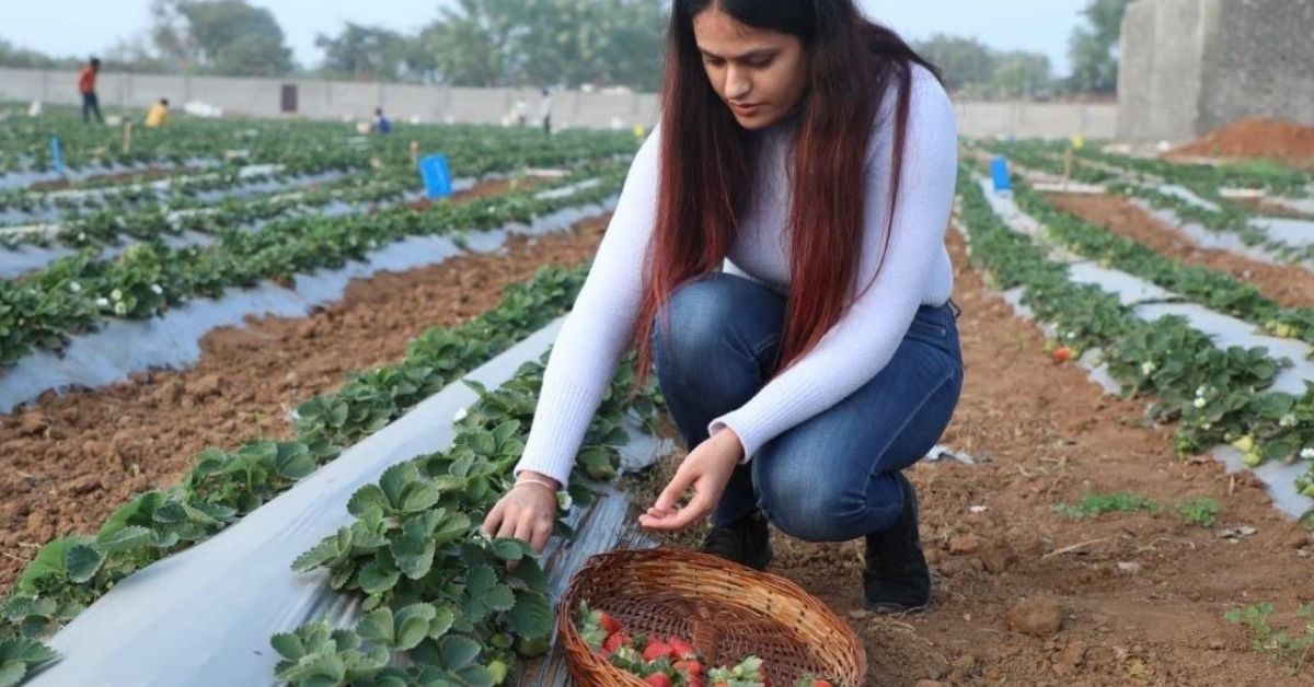 23-YO Uses Terrace Garden to Launch ‘Strawberry Revolution’ in Parched Bundelkhand
