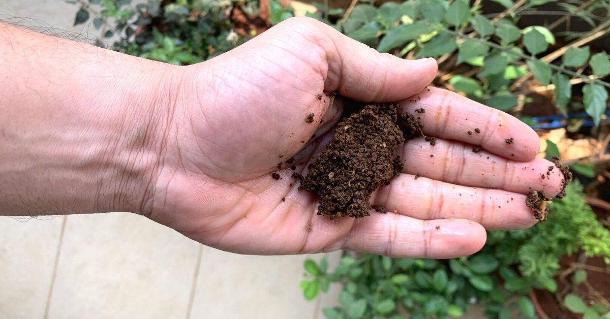 turn-your-used-tea-powder-into-nutrient-rich-compost-in-3-easy-steps