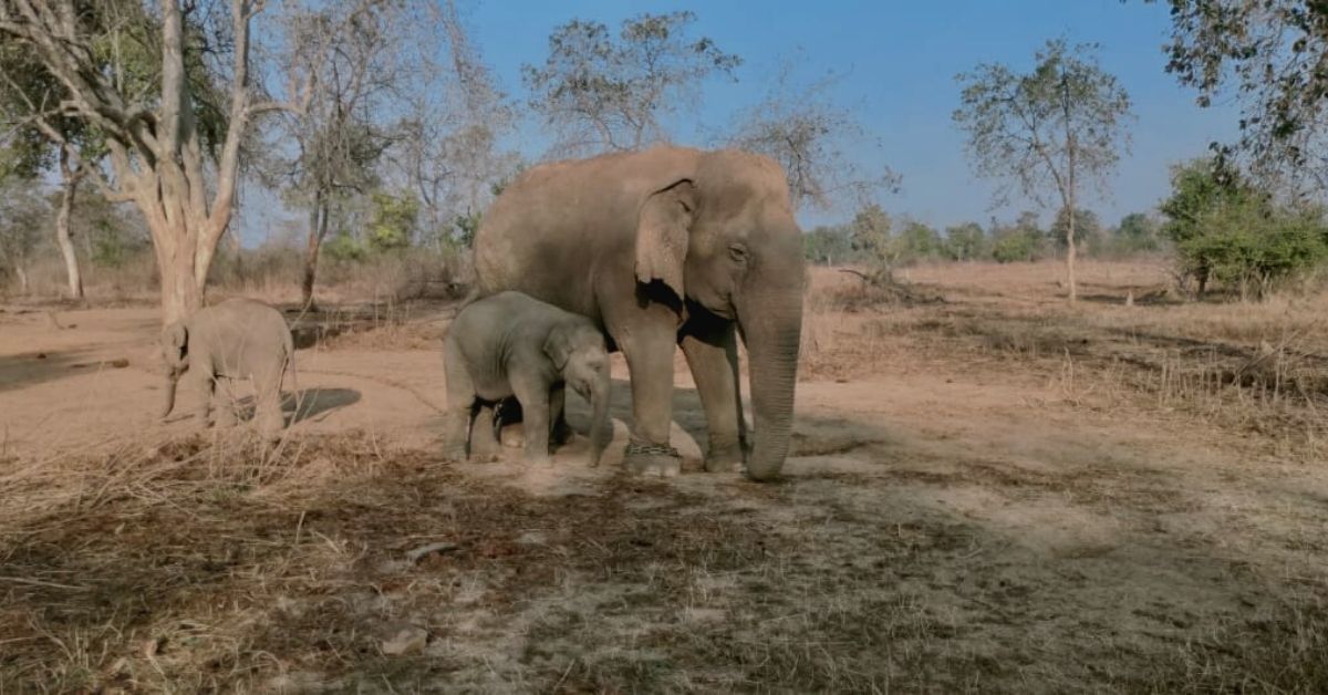 Elephants Have Midwives? MP’s Granny Vatsala Is Now Blind & Cared for by Her ‘Grandkids’!