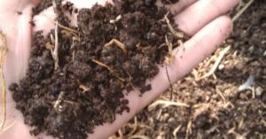 vermicomposting meerut