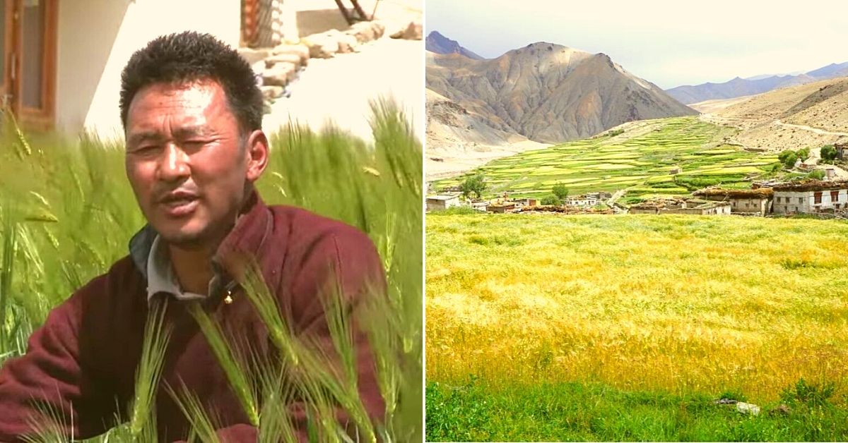 At 14,000 ft, Ladakhi Man’s Organic Self-Sustaining Farm Earns Him Lakhs