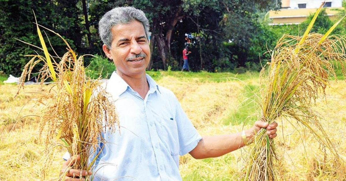 Udupi Headmaster Revives 70 Acres of Defunct Paddy Fields, Harvests 27 Tonnes Rice