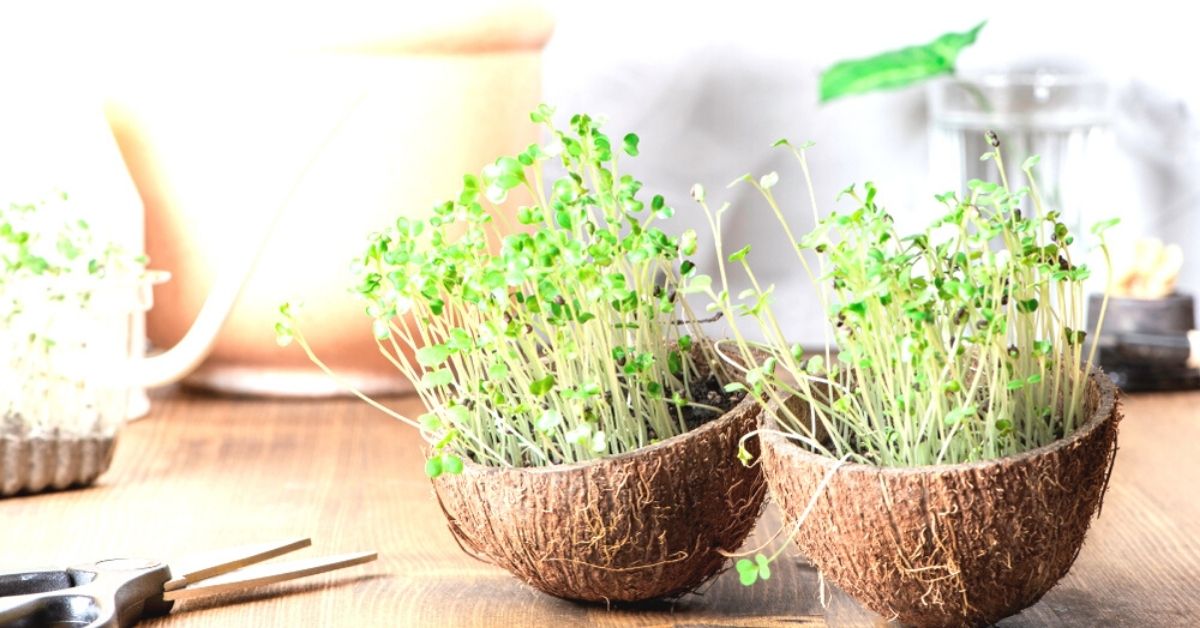 How to Grow Microgreens in Coconut Shells — They Sprout In Just 3 Days!