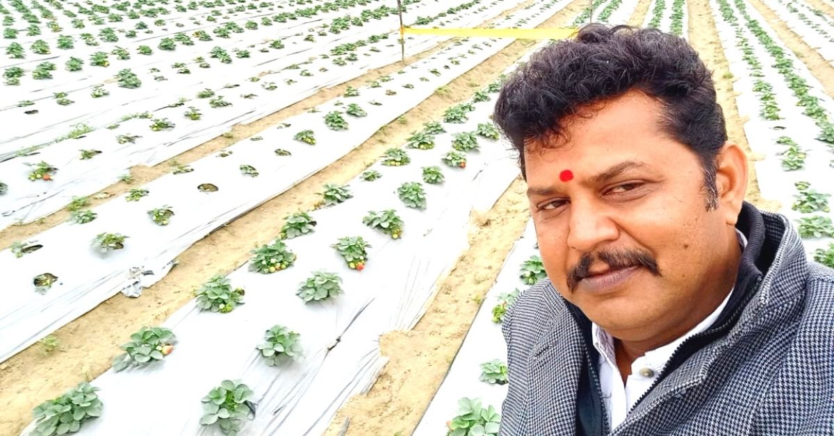 Job Anxiety During Lockdown Inspired Varanasi Man to Grow Strawberries, He Now Earns Lakhs