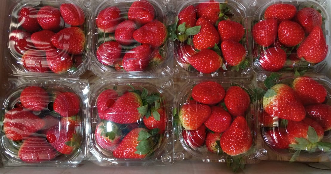 https://en-media.thebetterindia.com/uploads/2021/02/strawberry-organic-farming-3.jpg