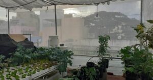 hydroponics aquaponics urban gardening