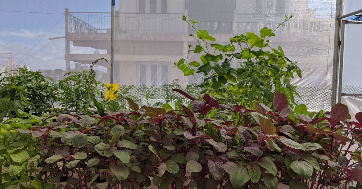 Un matrimonio indio produce verduras y peces en una terraza a trav&eacute;s de sistemas hidro y acuap&oacute;nicos