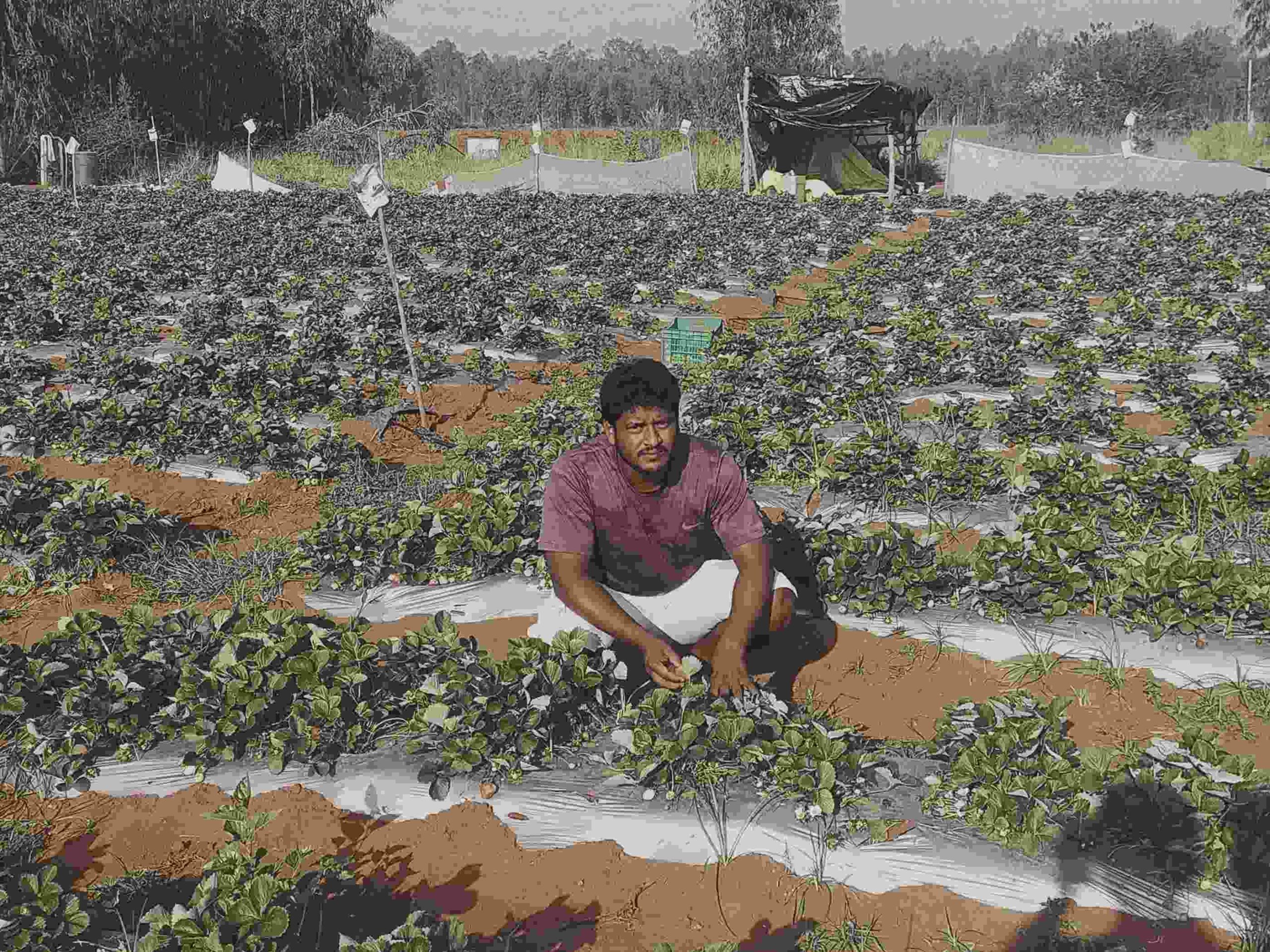 strawberry farming