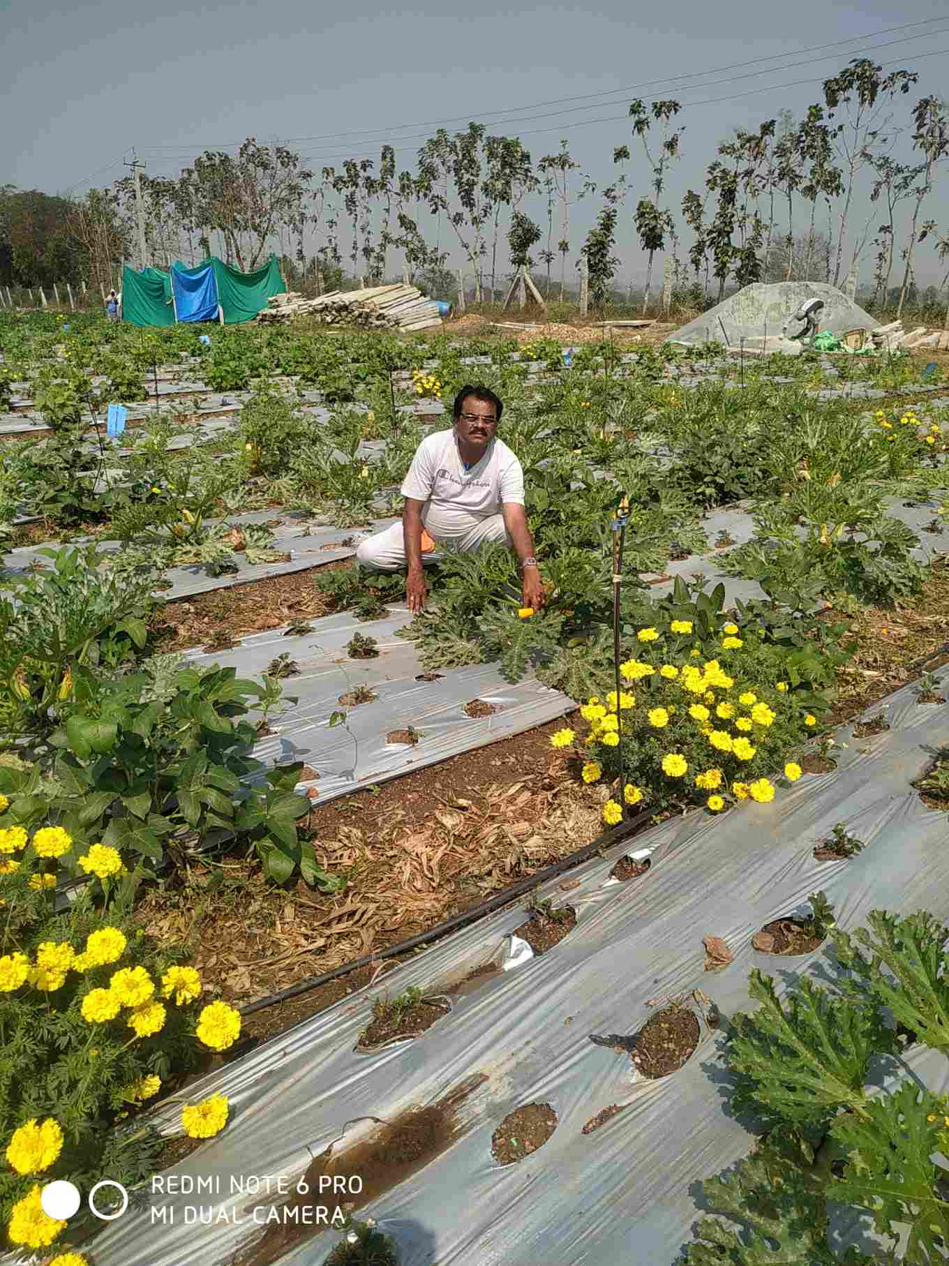 strawberry farming