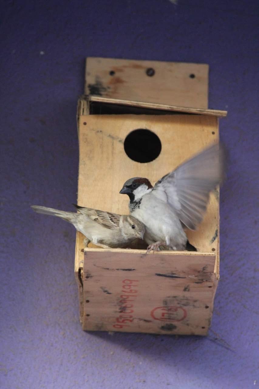 Chennai professor sparrow nesting sanctuaries
