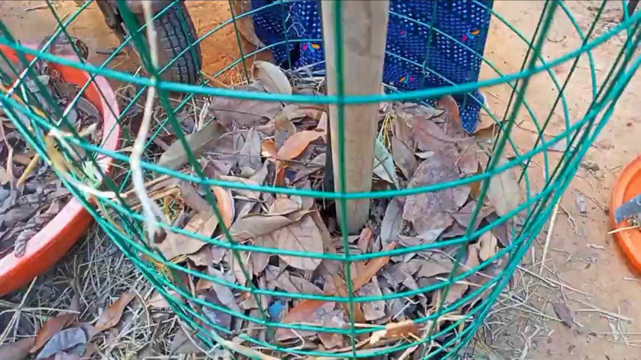 growing potatoes in dry leaves