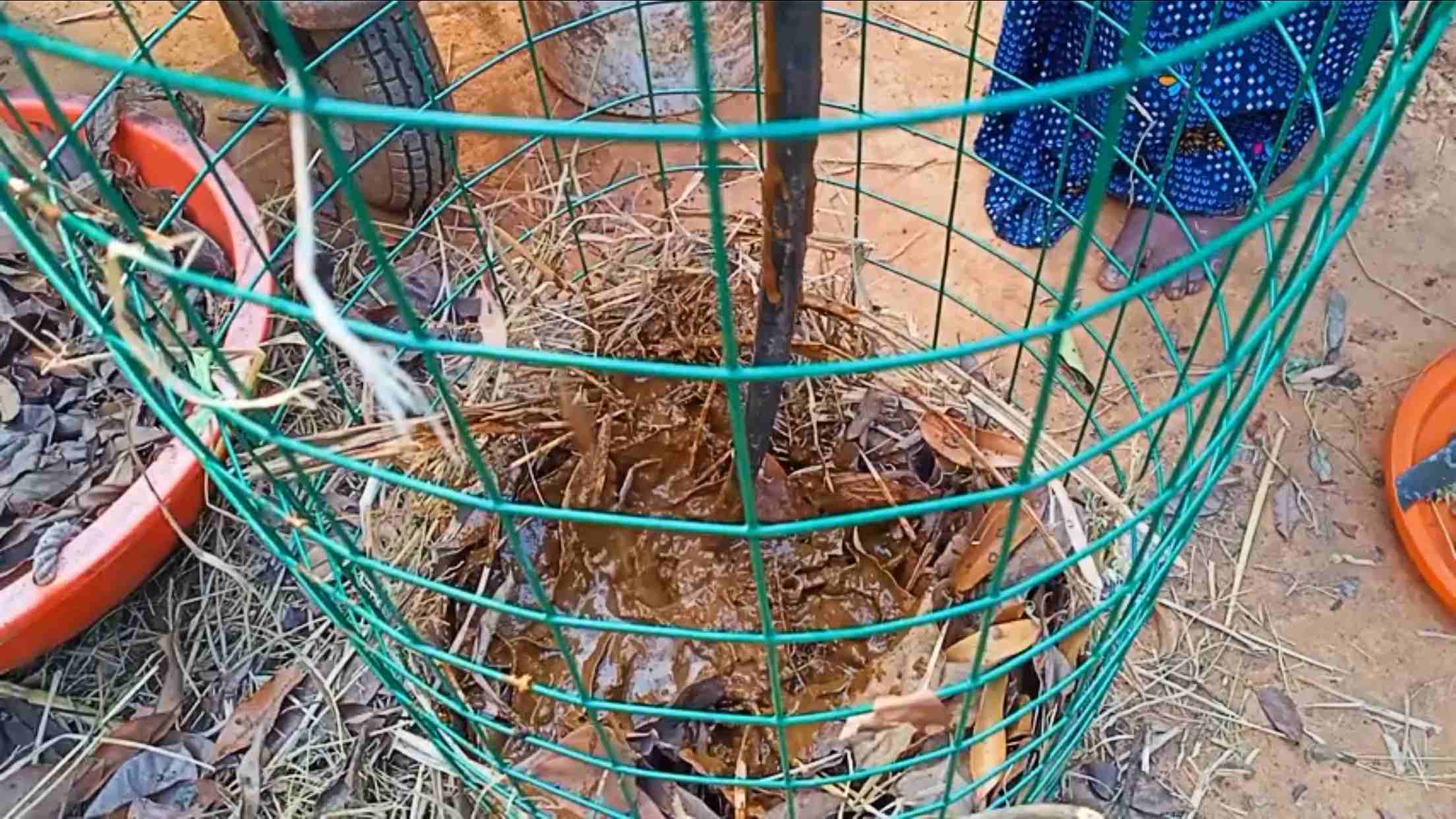 growing potatoes in dry leaves