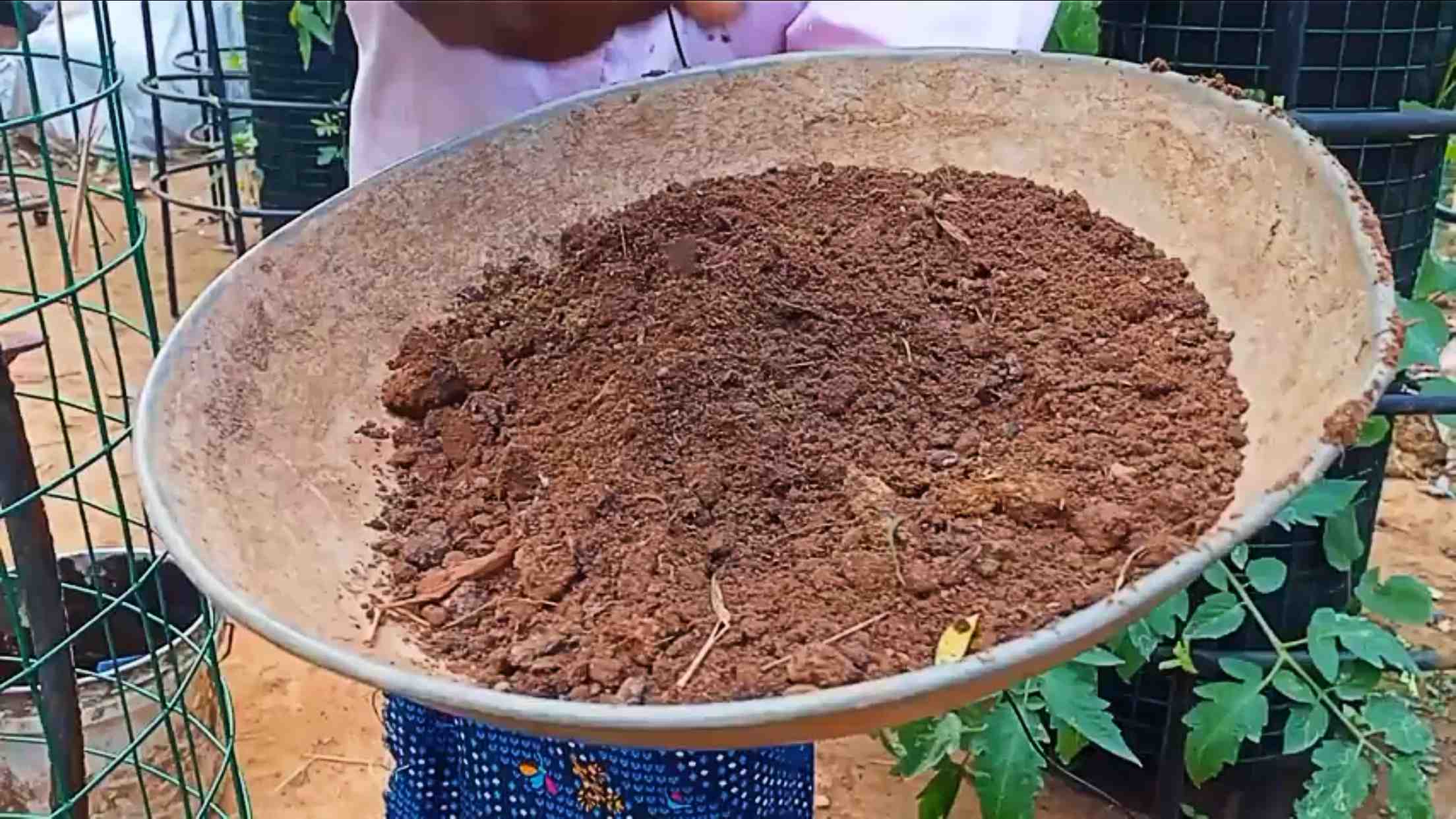 growing potatoes in dry leaves