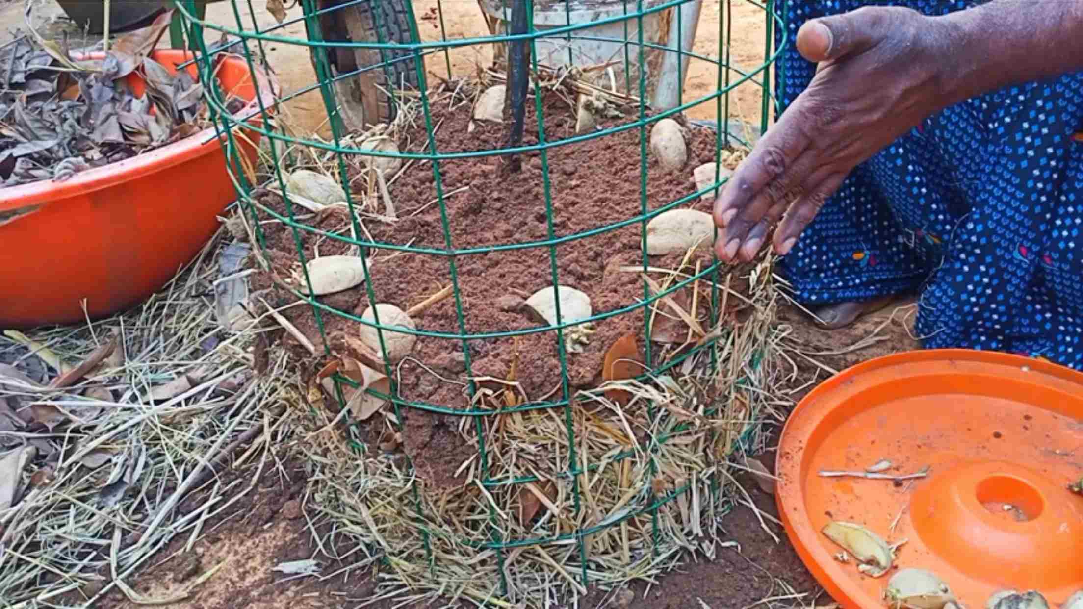 growing potatoes in dry leaves