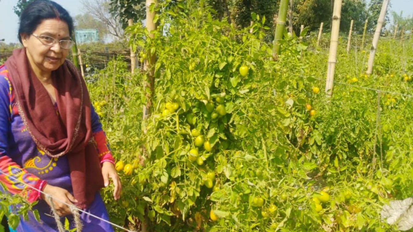 UP Woman Farmer Harvests 7 Quintals Organic Tomatoes Per Day, Exports to UK & Oman