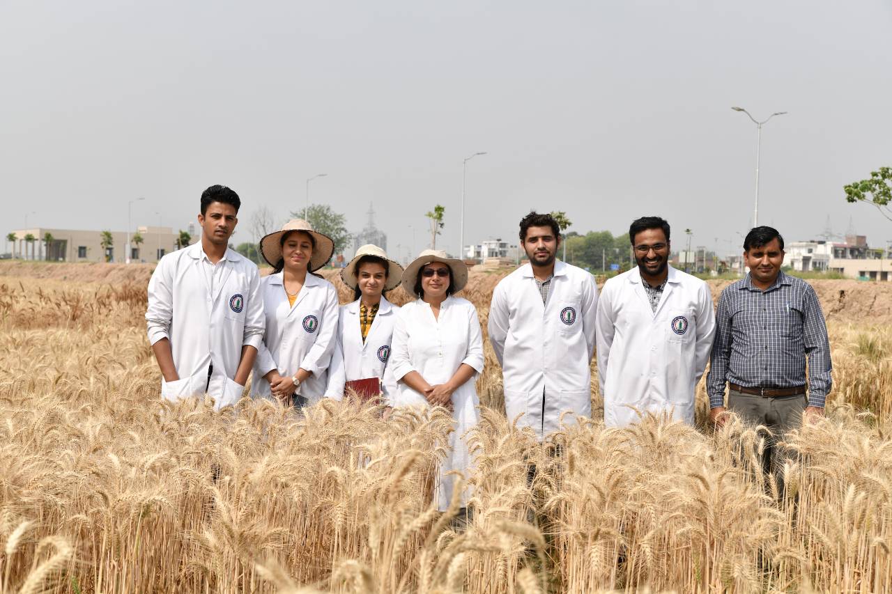 scientist develops purple and black wheat